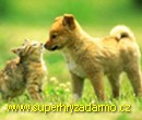 Adorable Pets