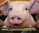 Happy Pigs Puzzles